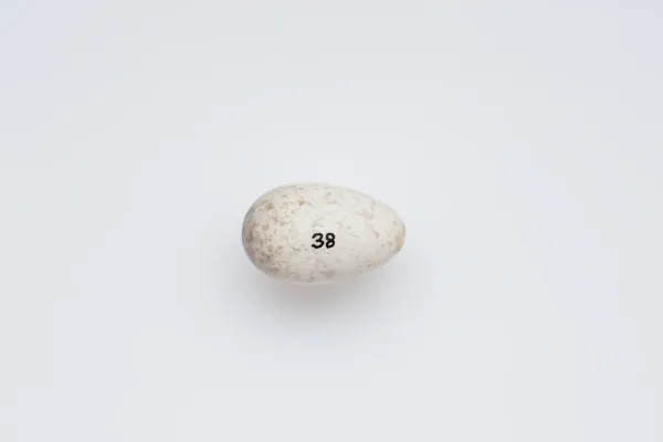 File:Petroica traversi (AM LB38).jpg
