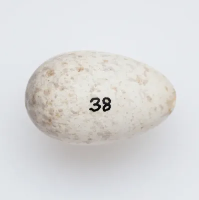 File:Petroica traversi (AM LB38) (cropped).jpg