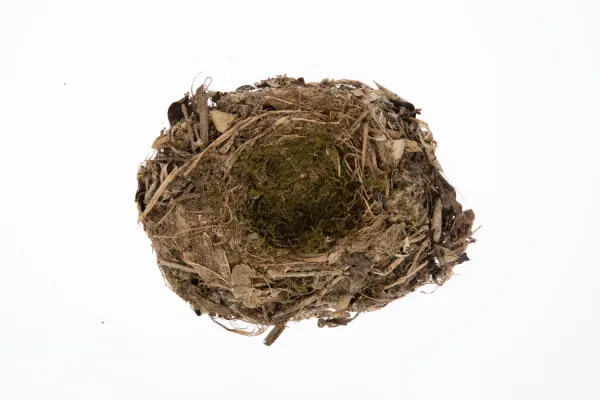 File:Petroica traversi (AM LB2068).jpg