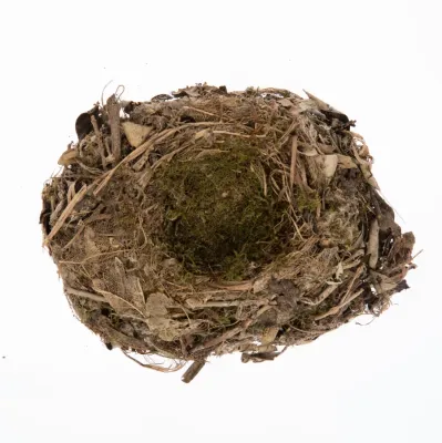 File:Petroica traversi (AM LB2068) (cropped).jpg