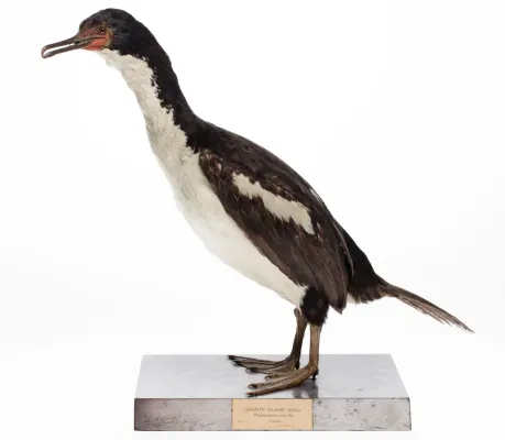 File:Leucocarbo ranfurlyi (AM LB1882-1) (cropped).jpg