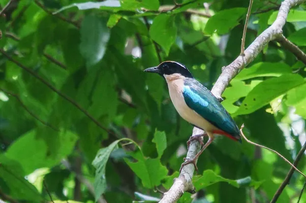 File:Pitta elegans paok laus.jpg