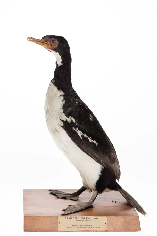 File:Leucocarbo campbelli (AM LB765).jpg
