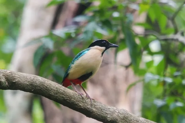 File:Pitta elegan - elegans pitta - paok laus.jpg