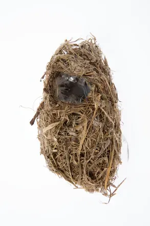 File:Gerygone albofrontata (AM LB2070).jpg