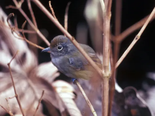 File:Dysithamnus mentalis - Ecuador.jpg