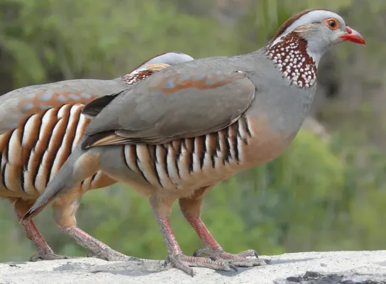 File:Alectoris barbara.jpg