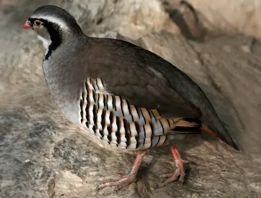 File:Alectoris graeca (cropped).jpg