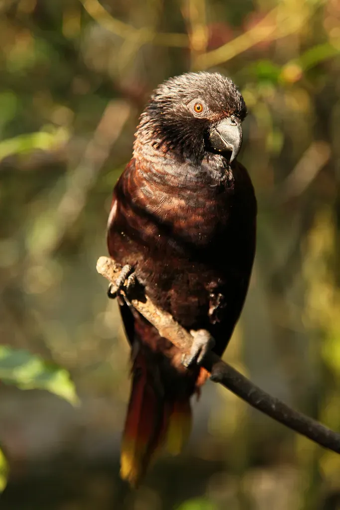File:Chalcopsitta atra -perching on branch-8a.jpg