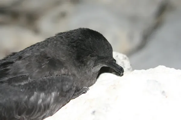 File:Bulweria bulwerii Hawaii 1.jpg