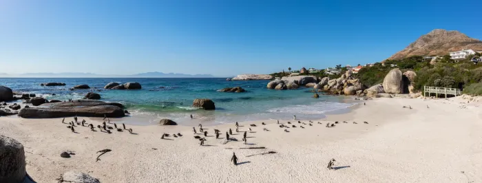 File:Pingüinos de El Cabo (Spheniscus demersus), Playa de Boulders, Simon's Town, Sudáfrica, 2018-07-23, DD PAN 40-42.jpg