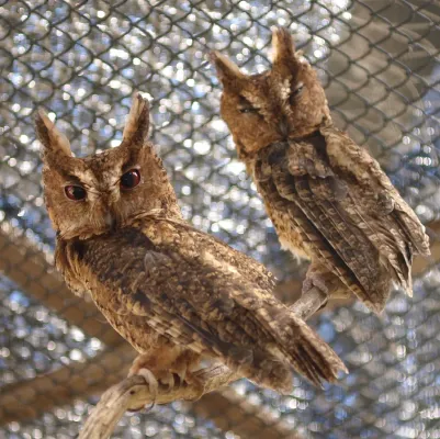 File:Otus lempiji by DaijuAzuma.jpg