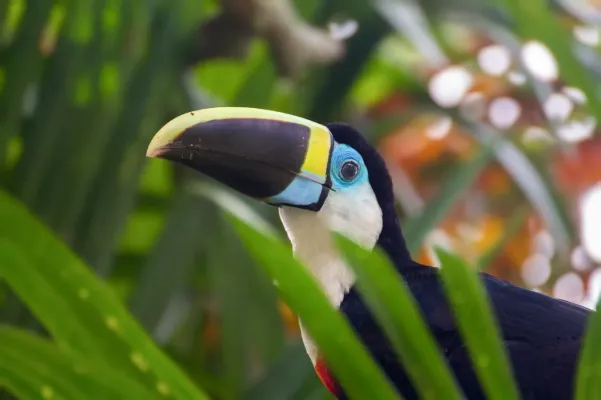 File:White Throated Toucan Ramphastos Tucanus Cuvieri (69256895).jpeg