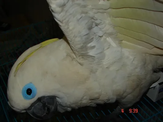File:Cacatua ophthalmica -captive-6a.jpg