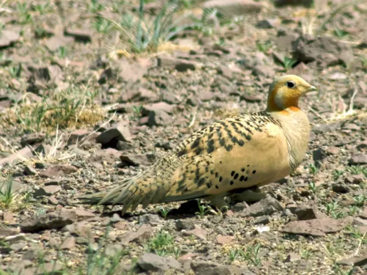 File:Syrrhaptes paradoxus (cropped).jpg
