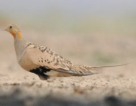 File:Syrrhaptes paradoxus (Ján Svetlík) (cropped).jpg