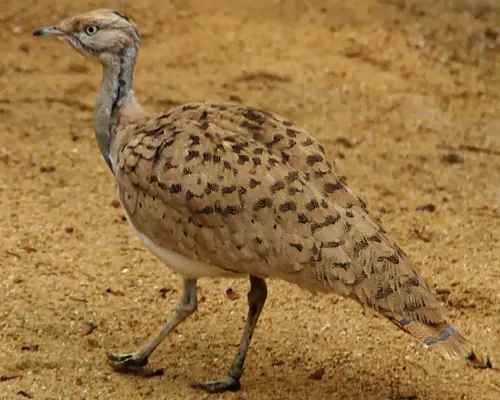 File:Chlamydotis macqueenii.jpg