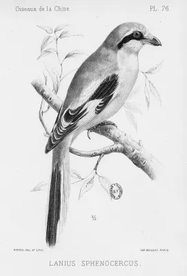 File:Lanius sphenocercus.jpg