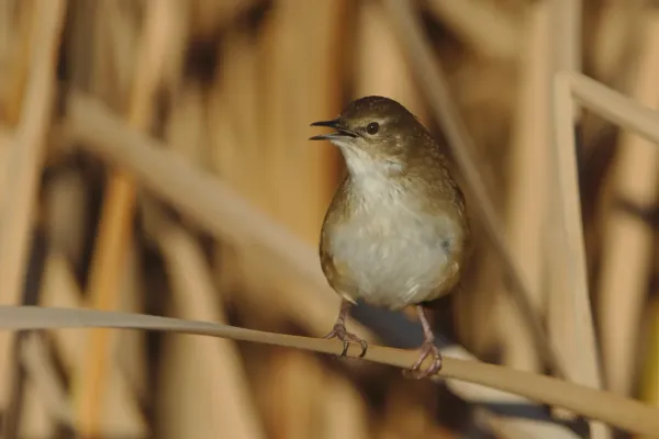 File:Little rush warbler, Bradypterus baboecala, at Marievale Nature Reserve, Gauteng, South Africa (28776829558).jpg
