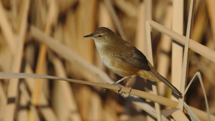 File:Little rush warbler, Bradypterus baboecala, at Marievale Nature Reserve, Gauteng, South Africa (40842141770).jpg