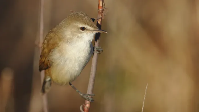 File:Little rush warbler, Bradypterus baboecala, at Marievale Nature Reserve, Gauteng, South Africa (40842144550).jpg