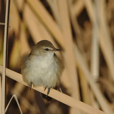 File:Lesser swamp warbler, Acrocephalus gracilirostris, at Marievale Nature Reserve, Gauteng, South Africa (40722475760).jpg