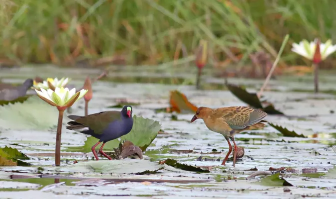 File:Allen's gallinule, Porphyrio alleni, at Chobe National Park, Botswana (43828492891).jpg