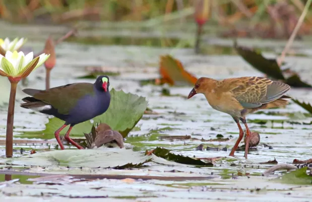 File:Allen's gallinule, Porphyrio alleni, at Chobe National Park, Botswana.jpg