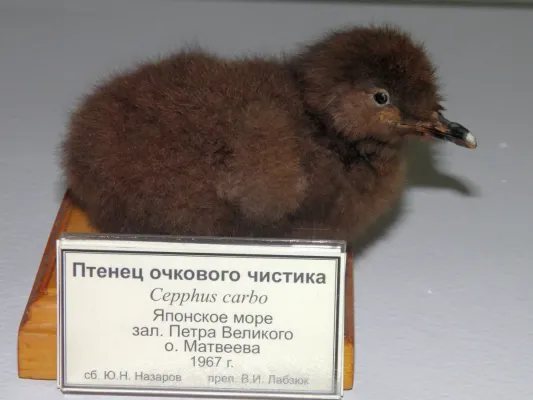 File:Cepphus carbo.jpg