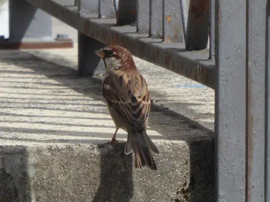 File:Passer italiae, male, Strigno.jpg