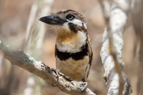 File:Russet Throated Puffbird Hypnelus Ruficollis Decolor (128329685).jpeg