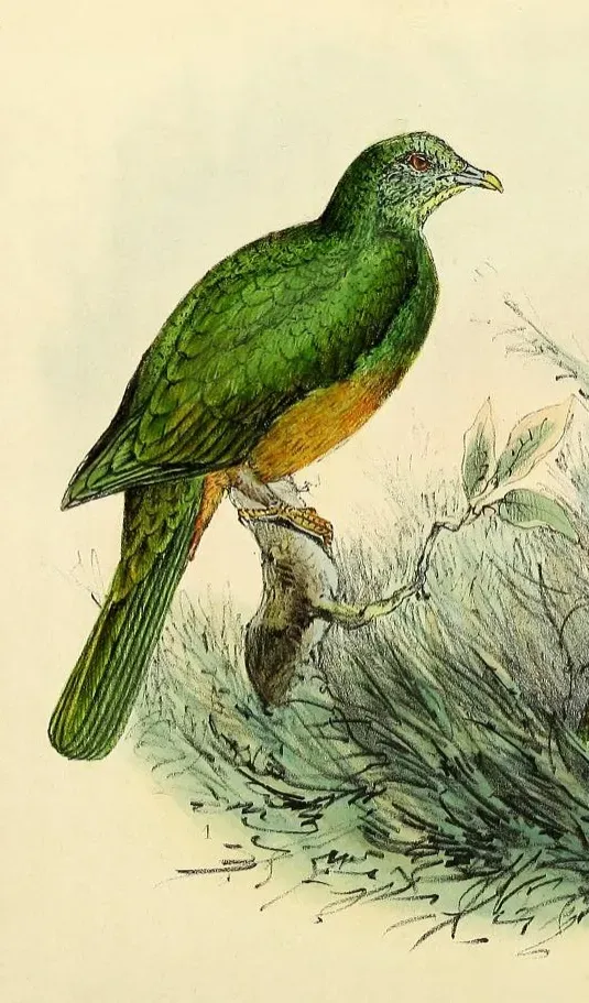 File:Ptilinopus bernsteinii.jpg