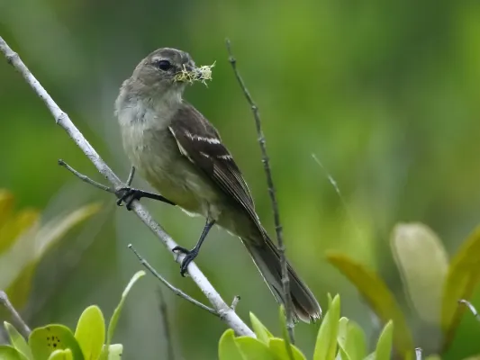 File:Elaenia obscura sordida - Highland elaenia; Bertioga, São Paulo, Brazil.jpg