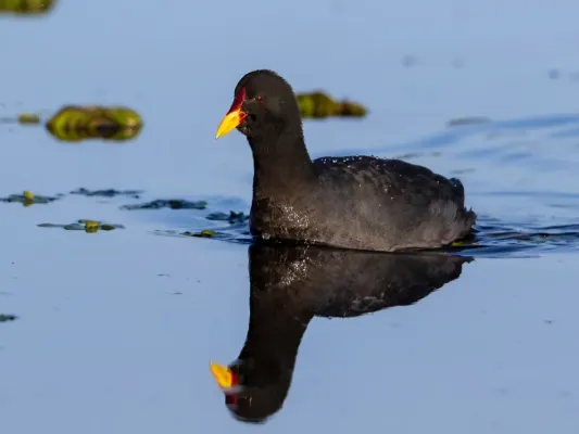 File:Fulica rufifrons - Red-fronted coot; Punta del Este, Uruguay.jpg