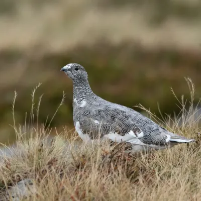 File:Lagopus muta (Bernese Oberland).jpg