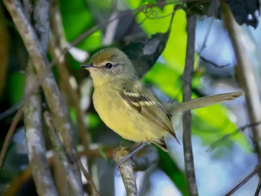 File:Phylloscartes ventralis - Mottle-checked tyrannulet; Monteiro Lobato, São Paulo, Brazil.jpg