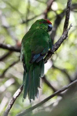 File:Norfolk Parakeet (Cyanoramphus cookii).jpg