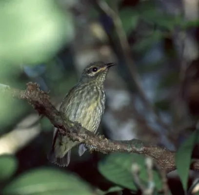 File:Velvet Asity (Philepitta castanea) female ... (44121549365).jpg