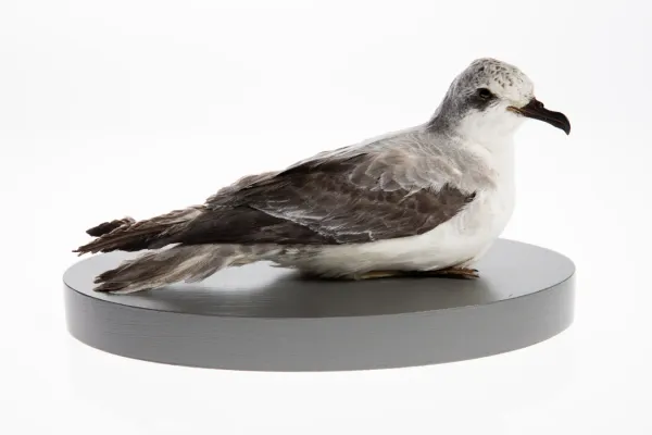 File:Pterodroma cookii (AM LB4167-1).jpg