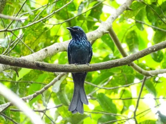 File:Dicrurus aeneus, Bronzed drongo..jpg