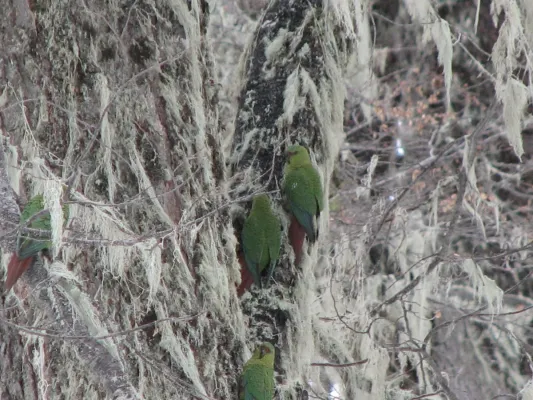 File:Cachaña-Enicognathus ferrugineus.jpg