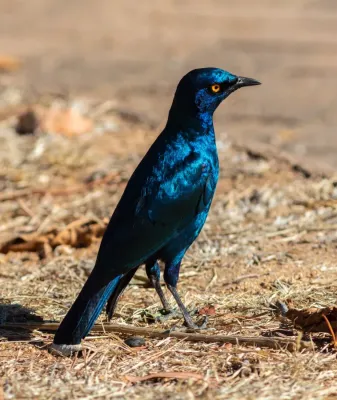 File:Estornino de El Cabo (Lamprotornis nitens), parque nacional Kruger, Sudáfrica, 2018-07-25, DD 56.jpg