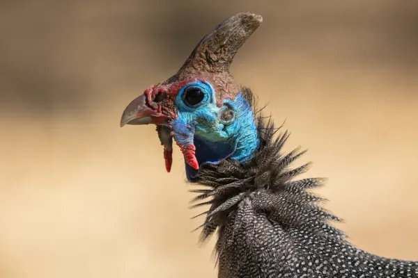 File:Gallina de Guinea (Numida meleagris), parque nacional Kruger, Sudáfrica, 2018-07-25, DD 42.jpg