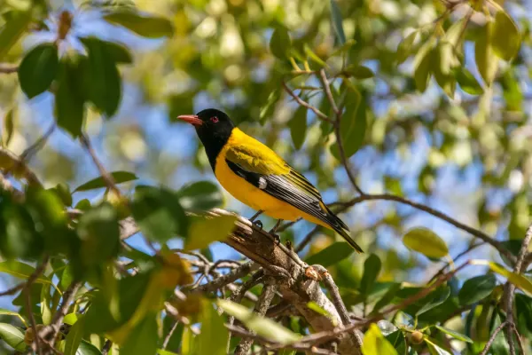 File:Oropéndola enmascarada (Oriolus larvatus), parque nacional Kruger, Sudáfrica, 2018-07-25, DD 29.jpg