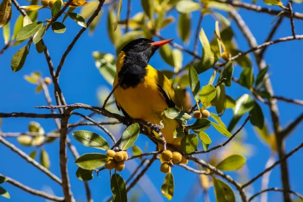 File:Oropéndola enmascarada (Oriolus larvatus), parque nacional Kruger, Sudáfrica, 2018-07-25, DD 45.jpg