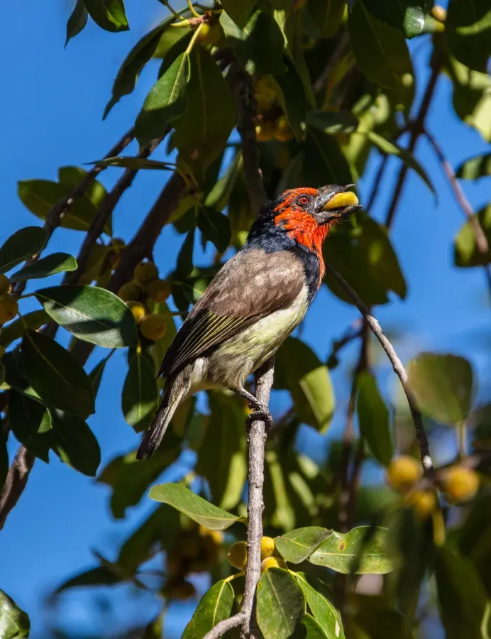 File:Barbudo acollarado (Lybius torquatus), parque nacional Kruger, Sudáfrica, 2018-07-25, DD 27.jpg
