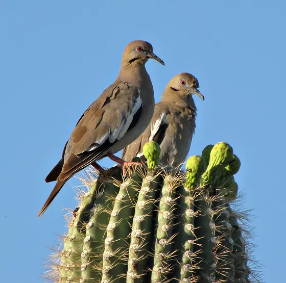 File:Zenaida asiatica -Tuscon -Arizona -USA -8a.jpg
