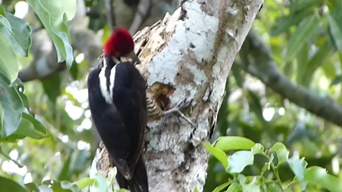 File:Crimson-crested Woodpecker. Campephilus melanoleucos (41033877771).jpg