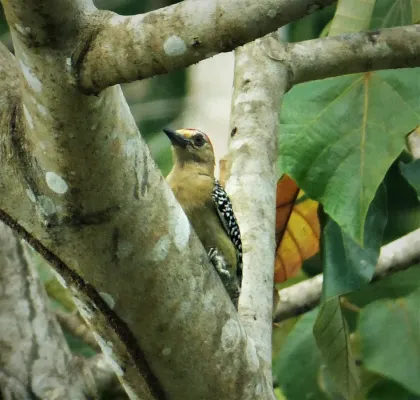 File:Red-crowned Woodpecker Melanerpes rubricapillus (42561164515).jpg