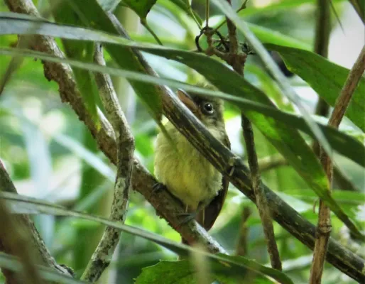 File:Olivaceous Flatbill Rhynchocyclus olivaceus (41658060120).jpg